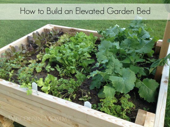 elevated raised bed garden with leafy vegetables