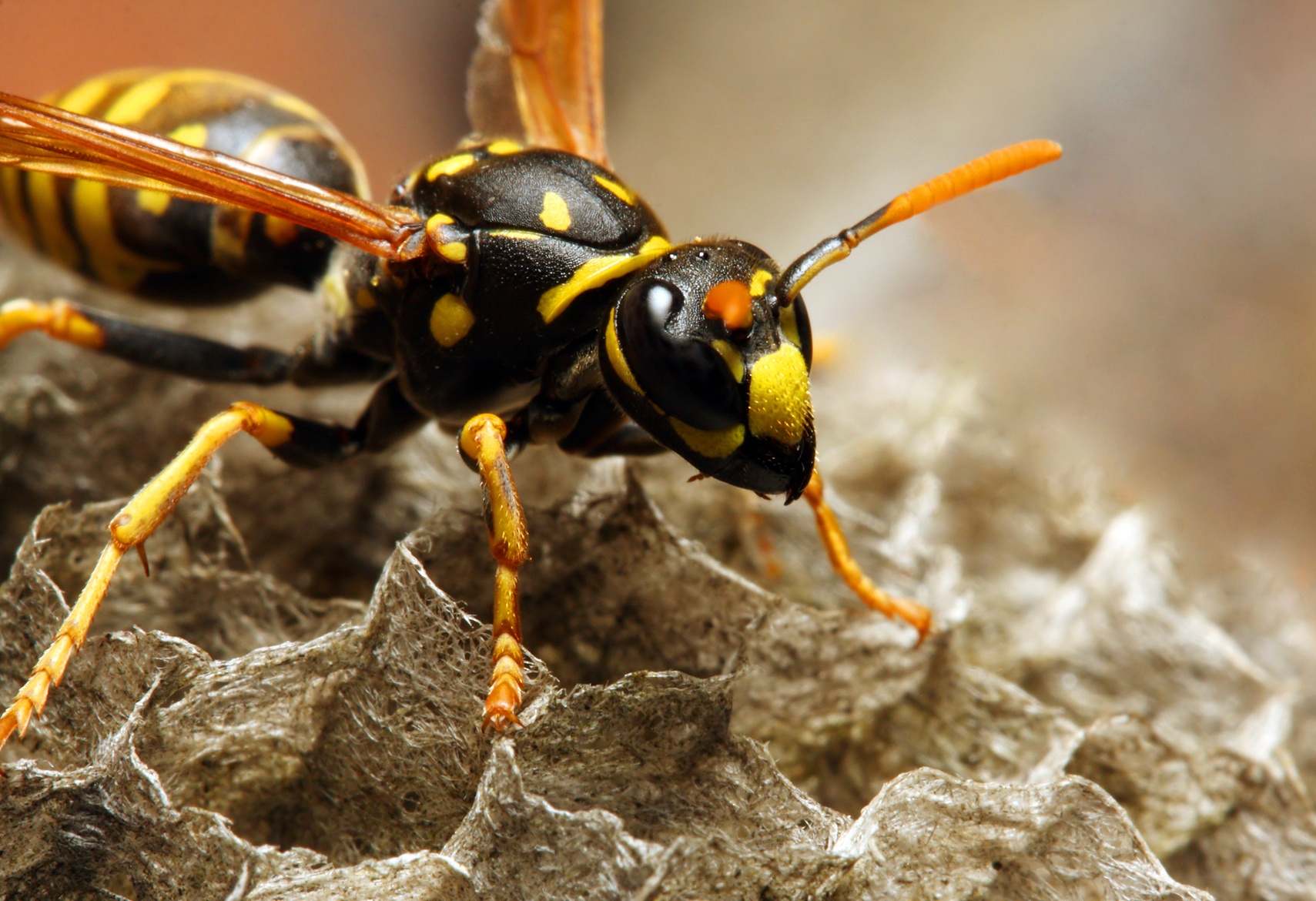exterminator milwaukee wisconsin