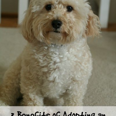 3 Benefits of Adopting an Adult Dog