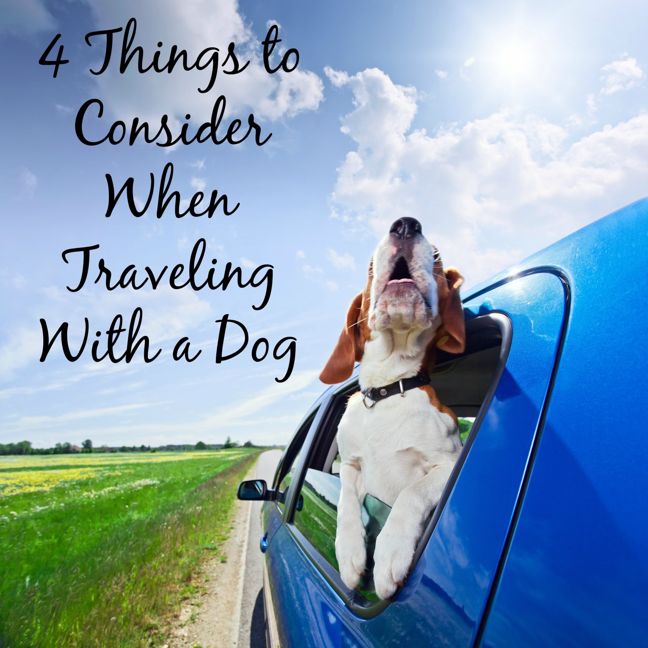 Traveling with a Dog