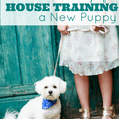 5 Practical Tips to House Train a New Puppy