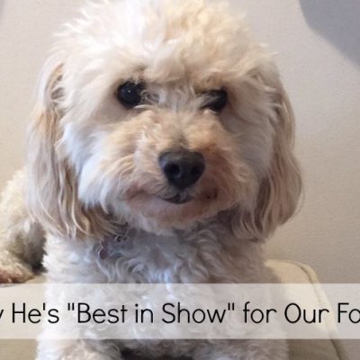 Why Our Dog is Best In Show for Our Family
