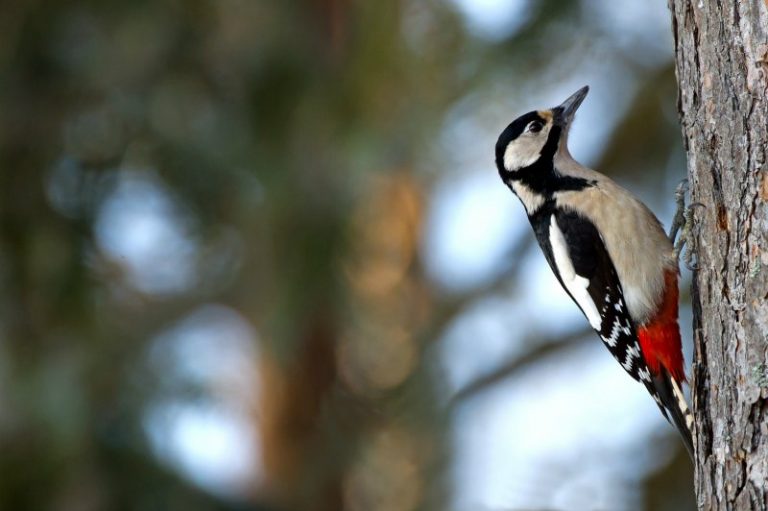 Your Bird Problems &ndash; SOLVED!!