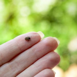 common tick on finger