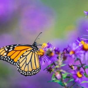 monarch butterfly on purple plant