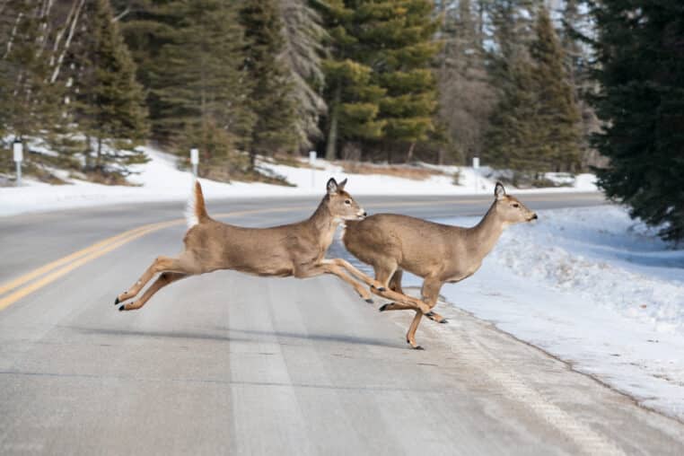 Two deer jumping across the road near Itasca National Park