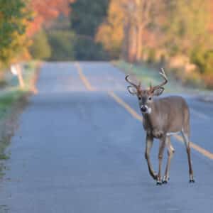 White tailed deer buck walking on road