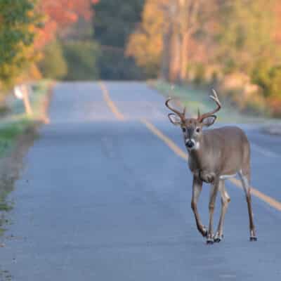 What to Do If You Hit a Deer in Wisconsin