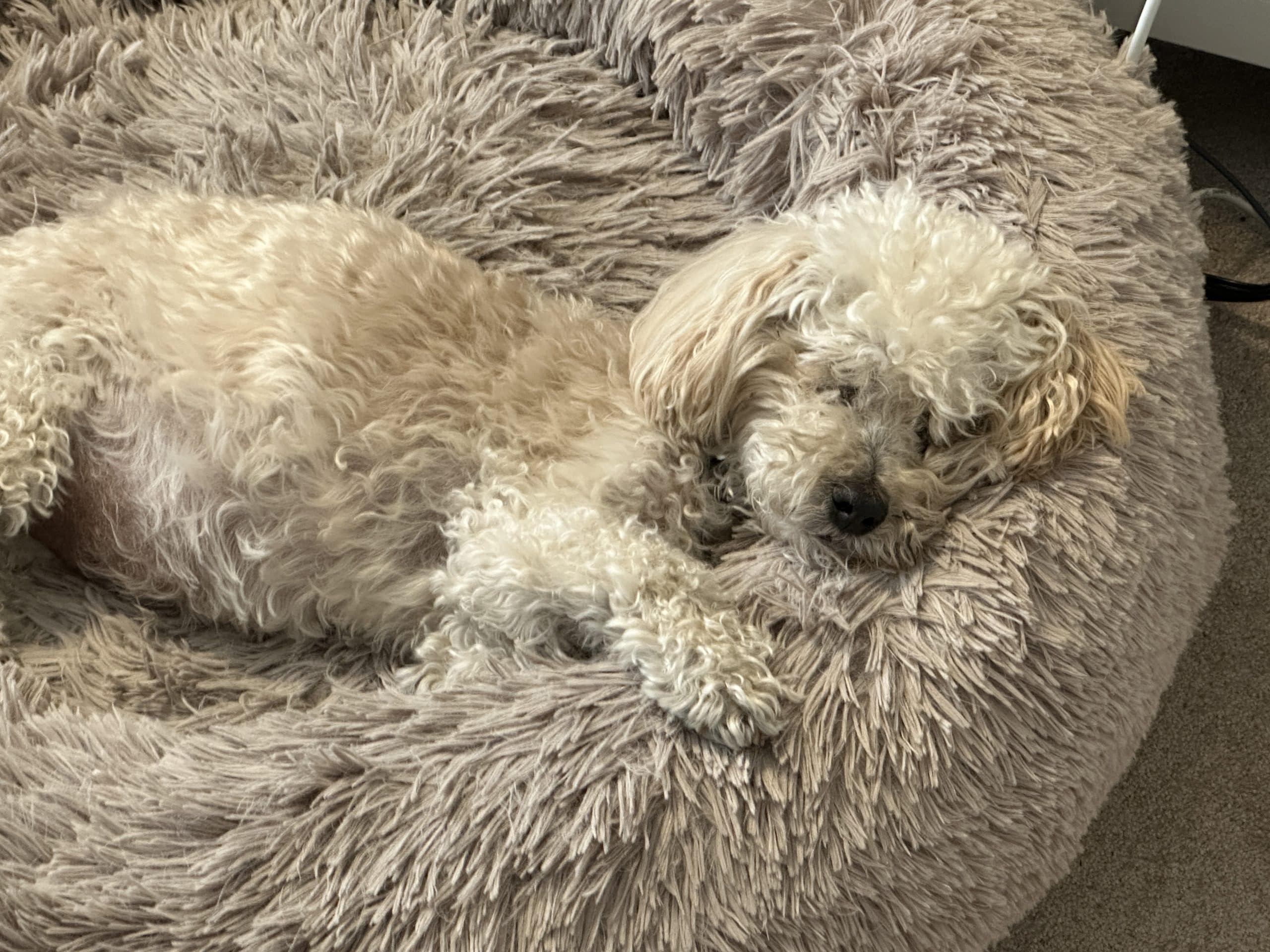 5 Myths That Hide the Real Benefits of CBD for Pets