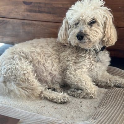 The Best Air Purifier For Pet Owners