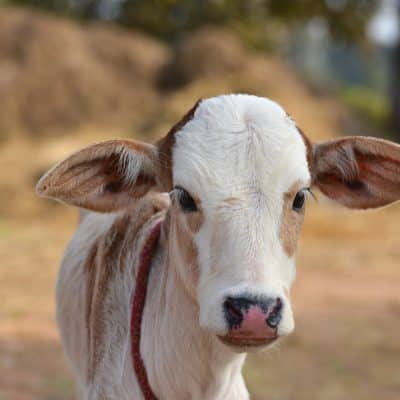 Which Electric Fence Kit Is Best for Small Aussie Livestock Areas?