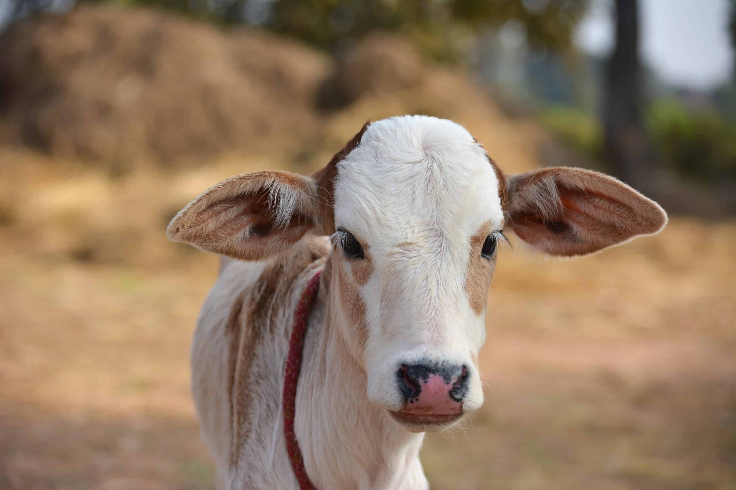 Which Electric Fence Kit Is Best for Small Aussie Livestock Areas?