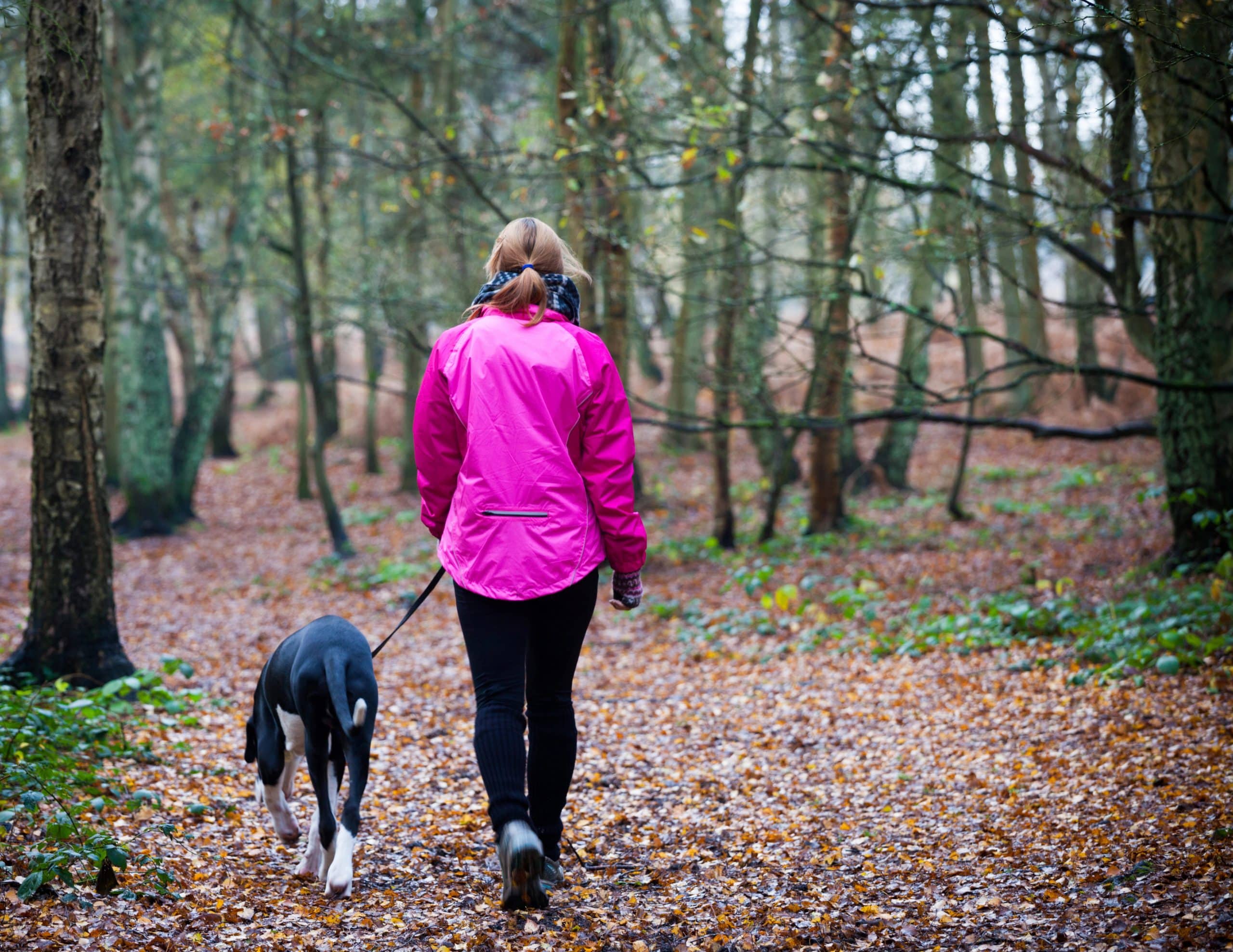 What&rsquo;s the Easiest Way to Prevent Ticks During Hiking or Travel With Dogs