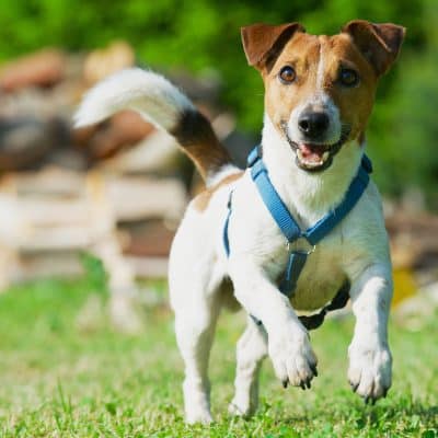 Why the Right Dog Harness Makes Family Walks Easier and Safer