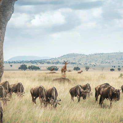How To Make the Most of a Wildlife Adventure in the Maasai Mara