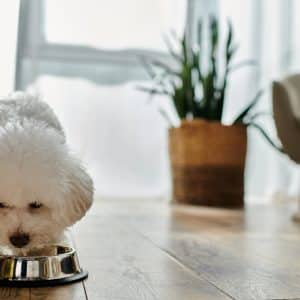 small white dog happily eating from a bowl