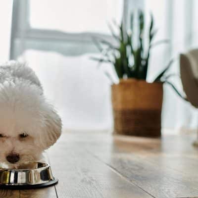 What Real Food Does for Your Dog&rsquo;s Health