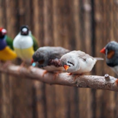 The Benefits of Investing in Expert Bird Control Solutions