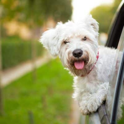 Family Travel With Pets: When To Bring Them And When To Book Care