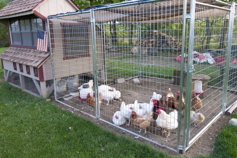 Problems Crowded Coops Create You Can&rsquo;t Ignore