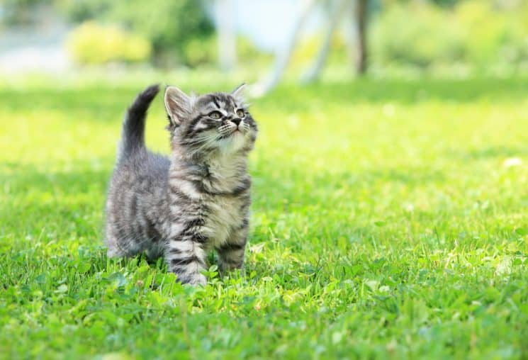 How to Raise a New Cat in Your Home