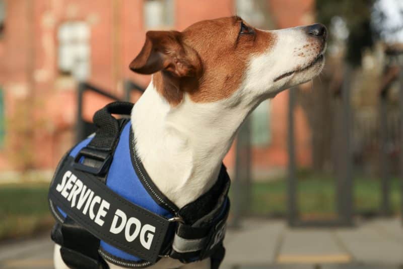 Cute Jack Russell Terrier wearing service dog vest outdoors, closeup
