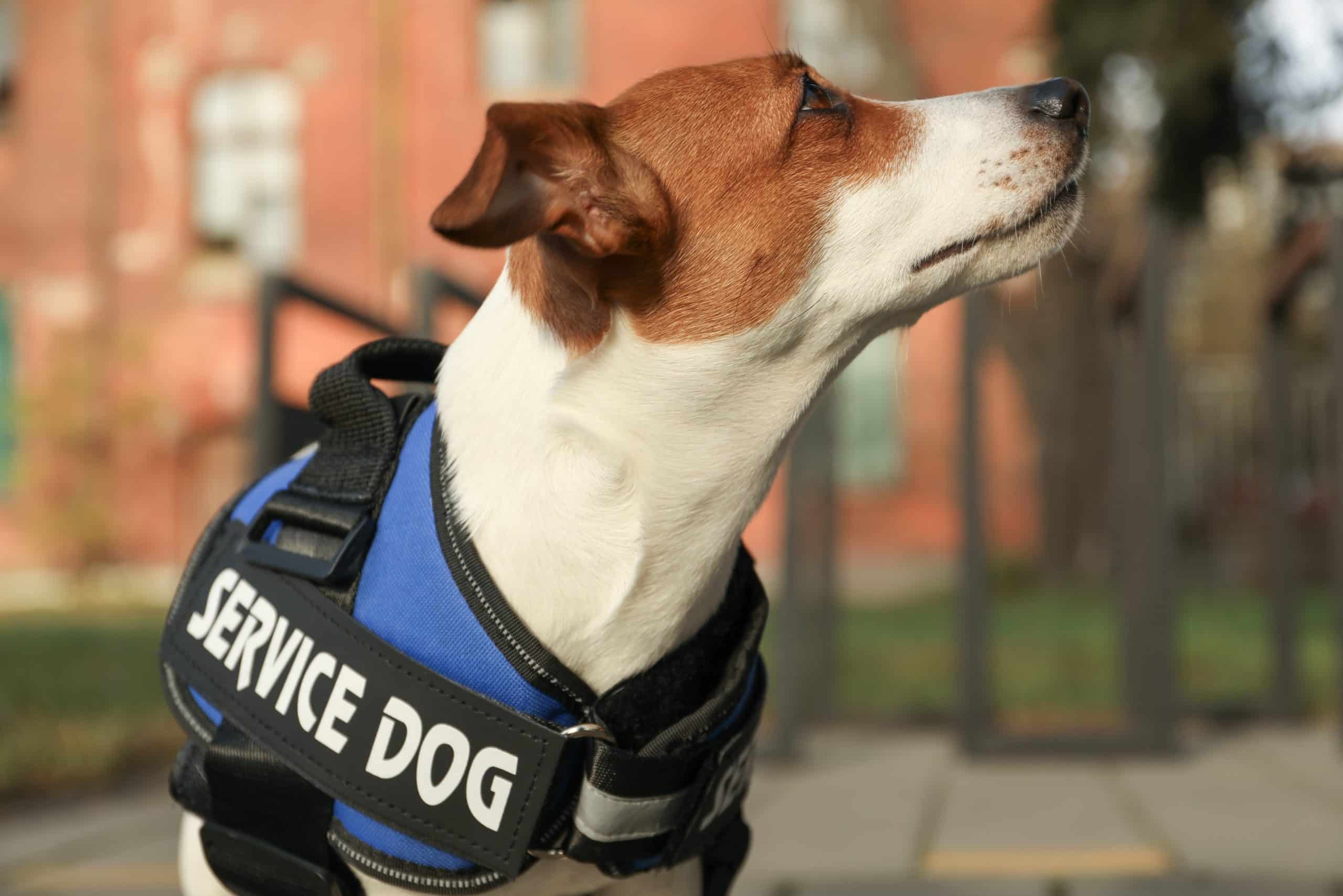 Cute Jack Russell Terrier wearing service dog vest outdoors, closeup