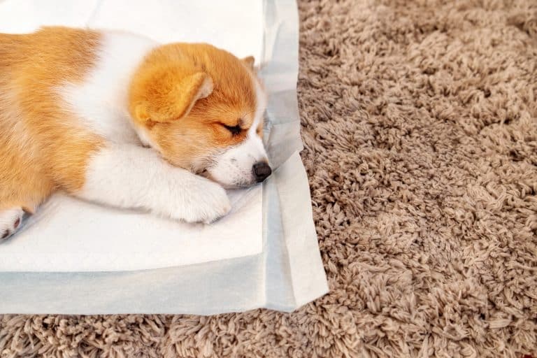 Best Indoor Pee Pads for Dogs: A Buyer&rsquo;s Guide to Washable and Disposable Options