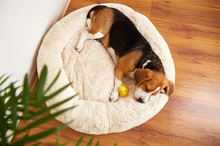 Why Won&rsquo;t My Dog Sleep in Their Bed? (What Finally Worked for Us)