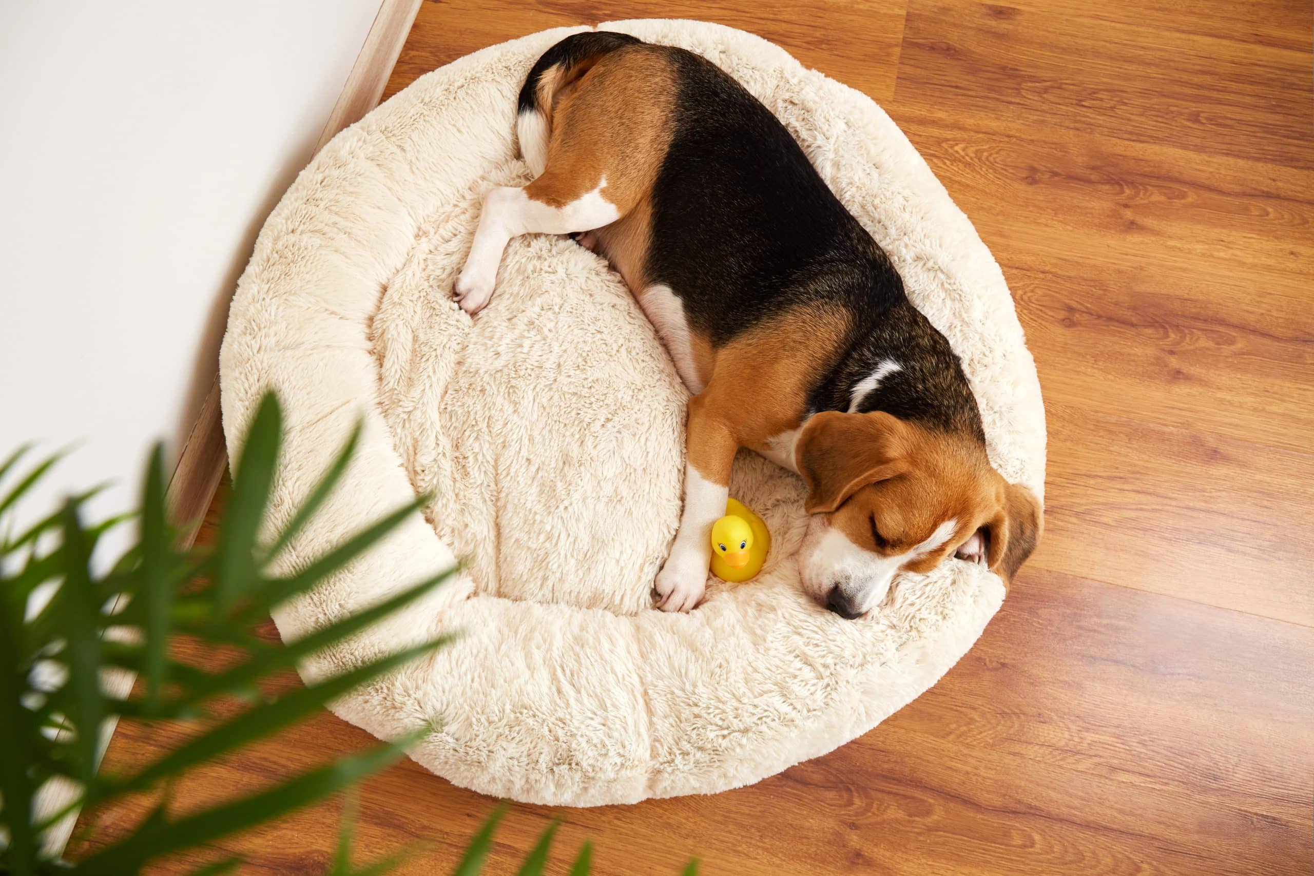 Why Won&rsquo;t My Dog Sleep in Their Bed? (What Finally Worked for Us)