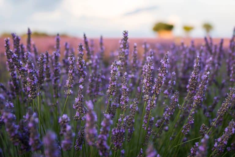 Closeup shot of beautiful English lavender flowers under the cloudy sky during daytime