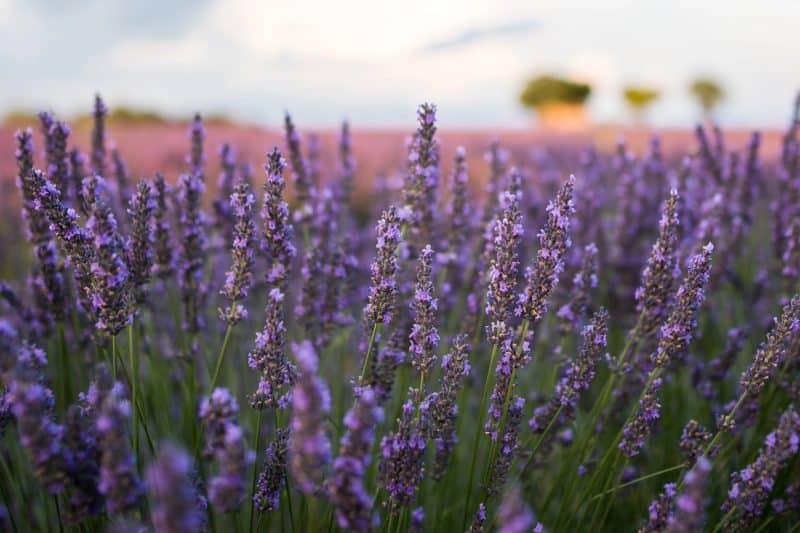 Closeup shot of beautiful English lavender flowers under the cloudy sky during daytime