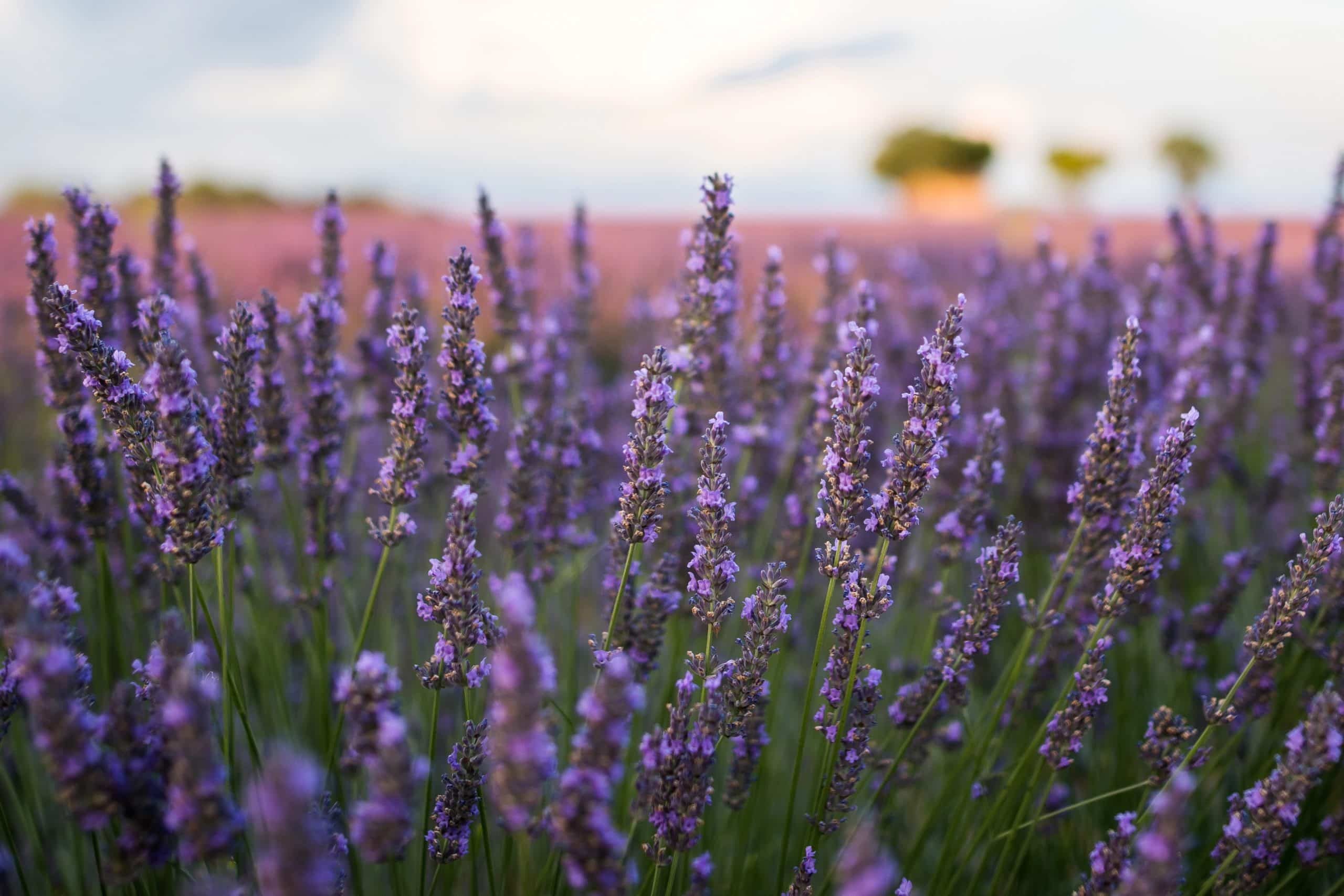 Closeup shot of beautiful English lavender flowers under the cloudy sky during daytime