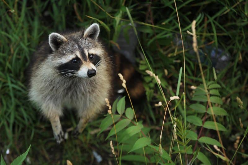 Curious racoon in a forest looking up Racoon