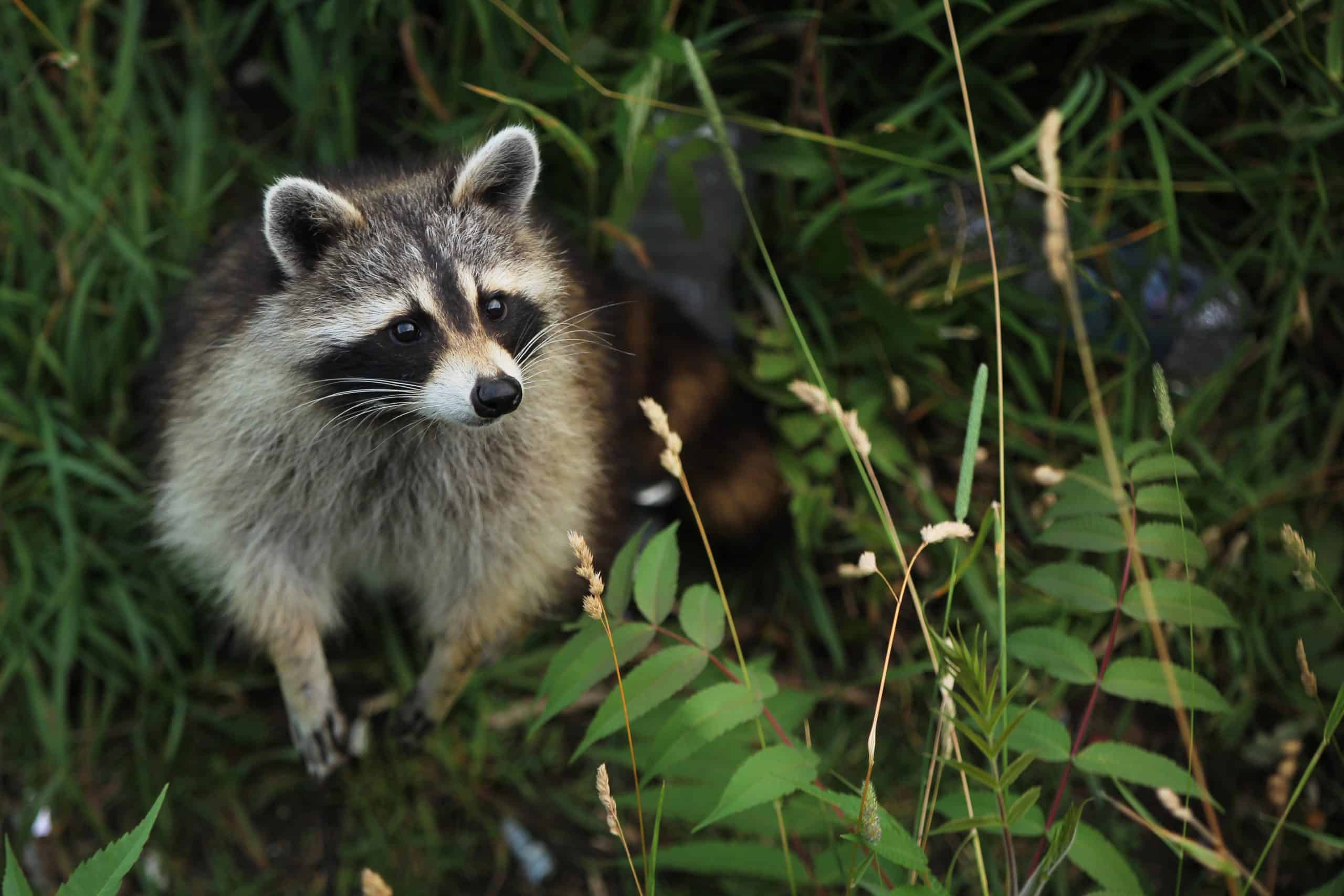 Curious racoon in a forest looking up Racoon